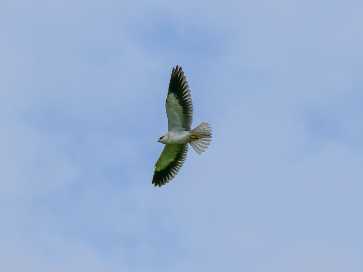 Black-winged Kite - ML647335072