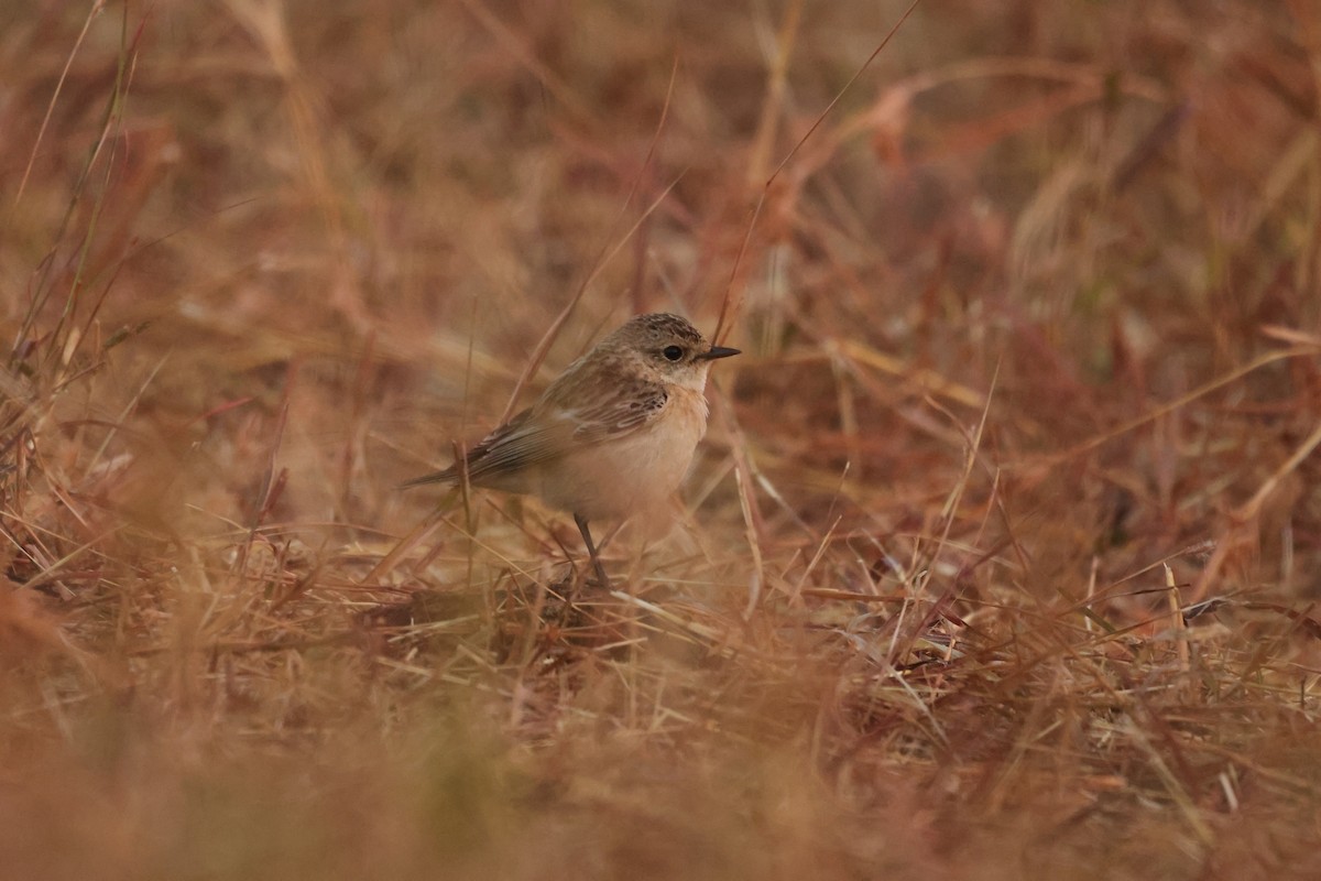 Siberian Stonechat - ML647335074