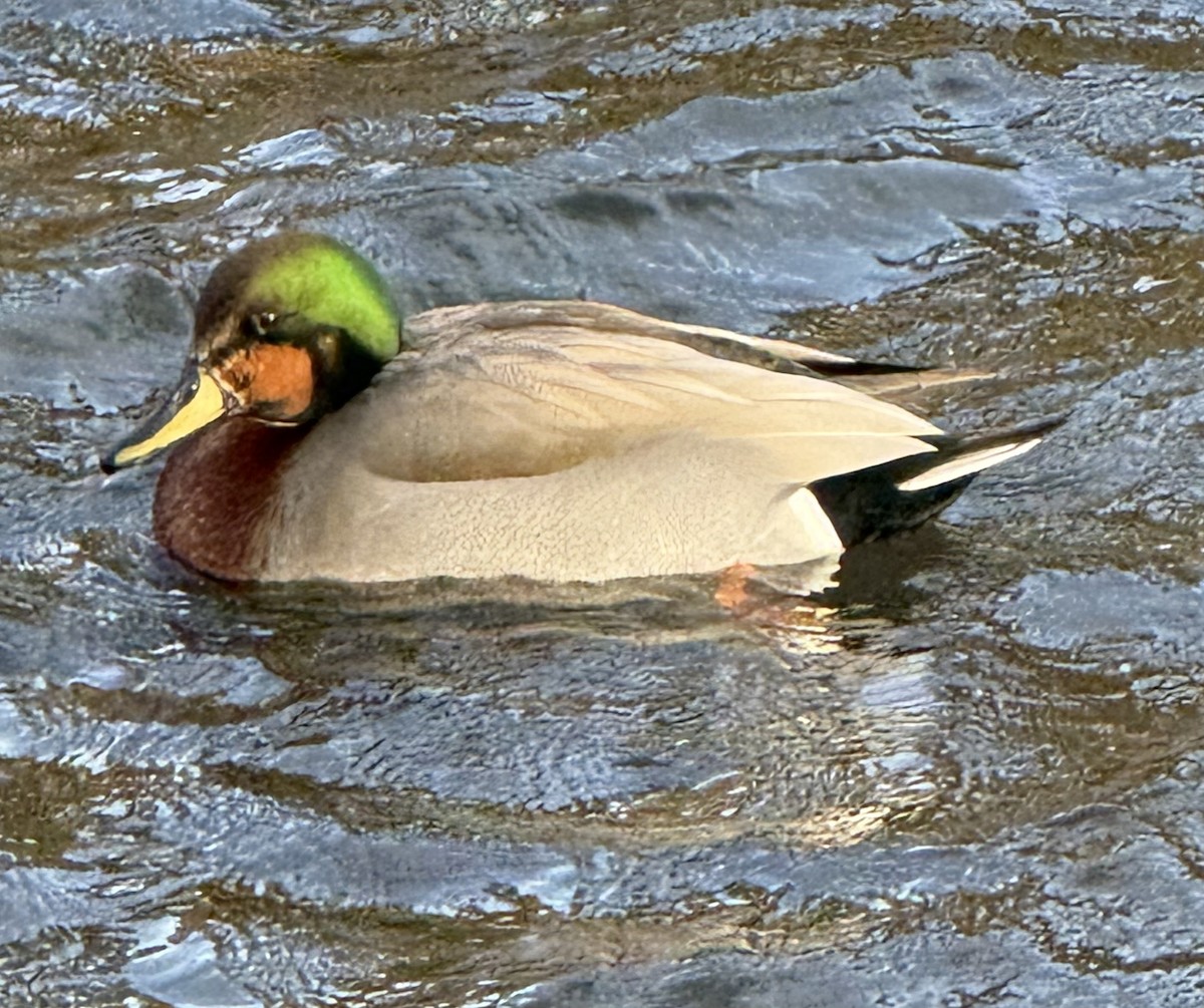 Gadwall x Mallard (hybrid) - ML647335075