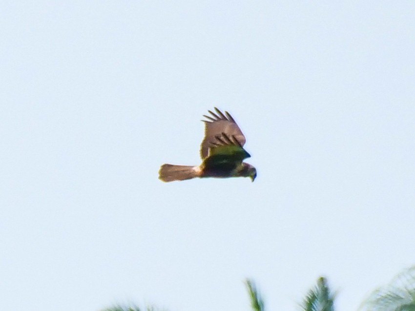 Eastern Marsh Harrier - ML647335076