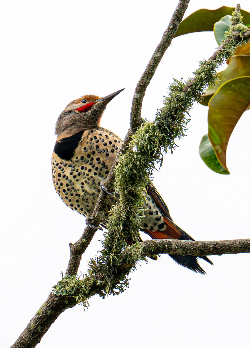 Northern Flicker - ML647335077