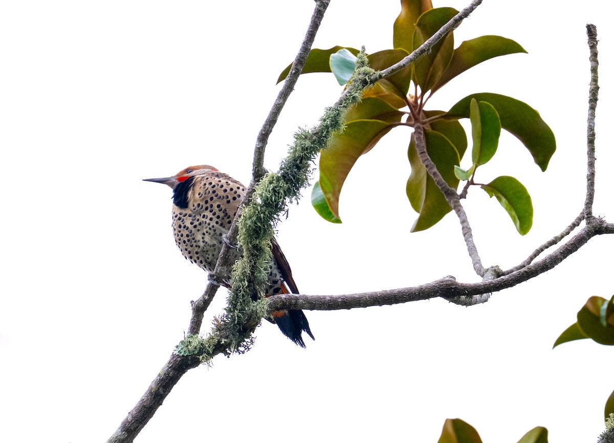 Northern Flicker - ML647335078