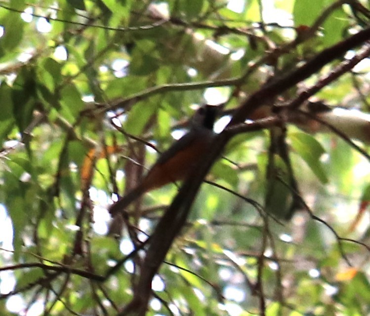 Black-faced Monarch - ML647335079