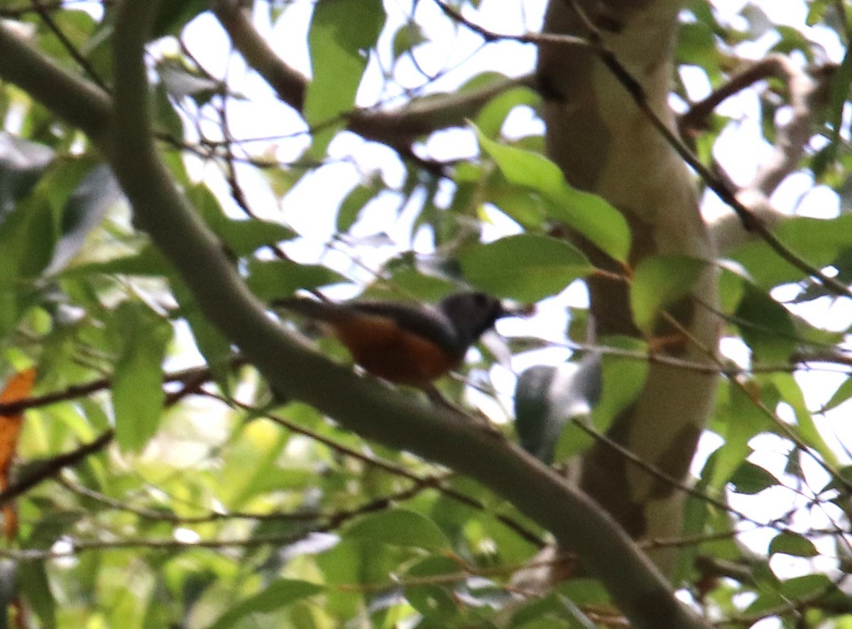 Black-faced Monarch - ML647335080