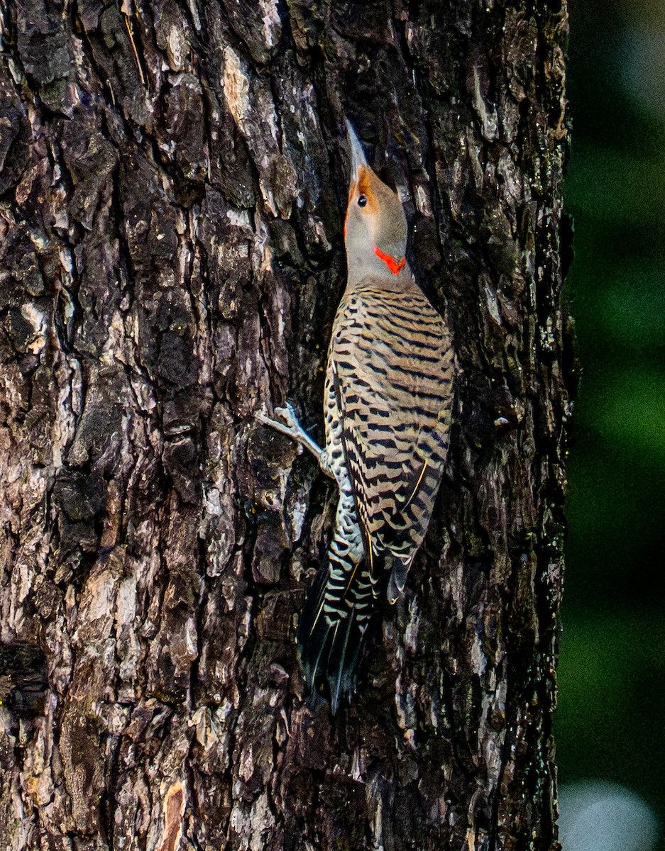 Northern Flicker - ML647335081