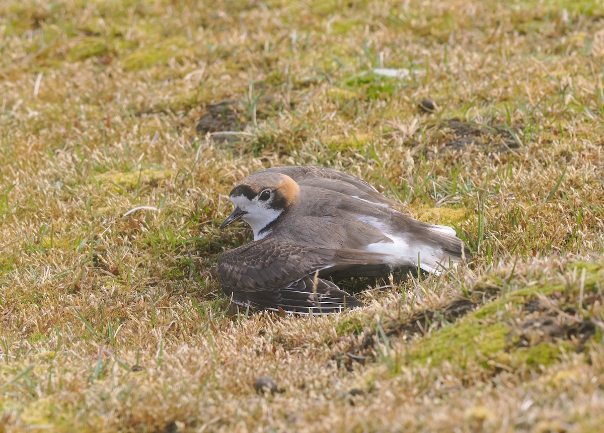 Two-banded Plover - ML647335082