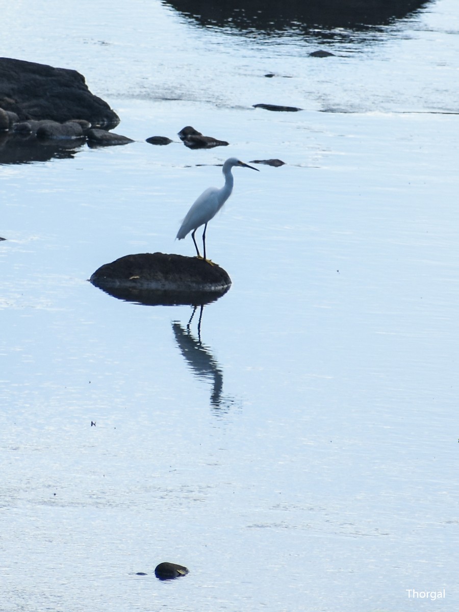 Snowy Egret - ML647335083