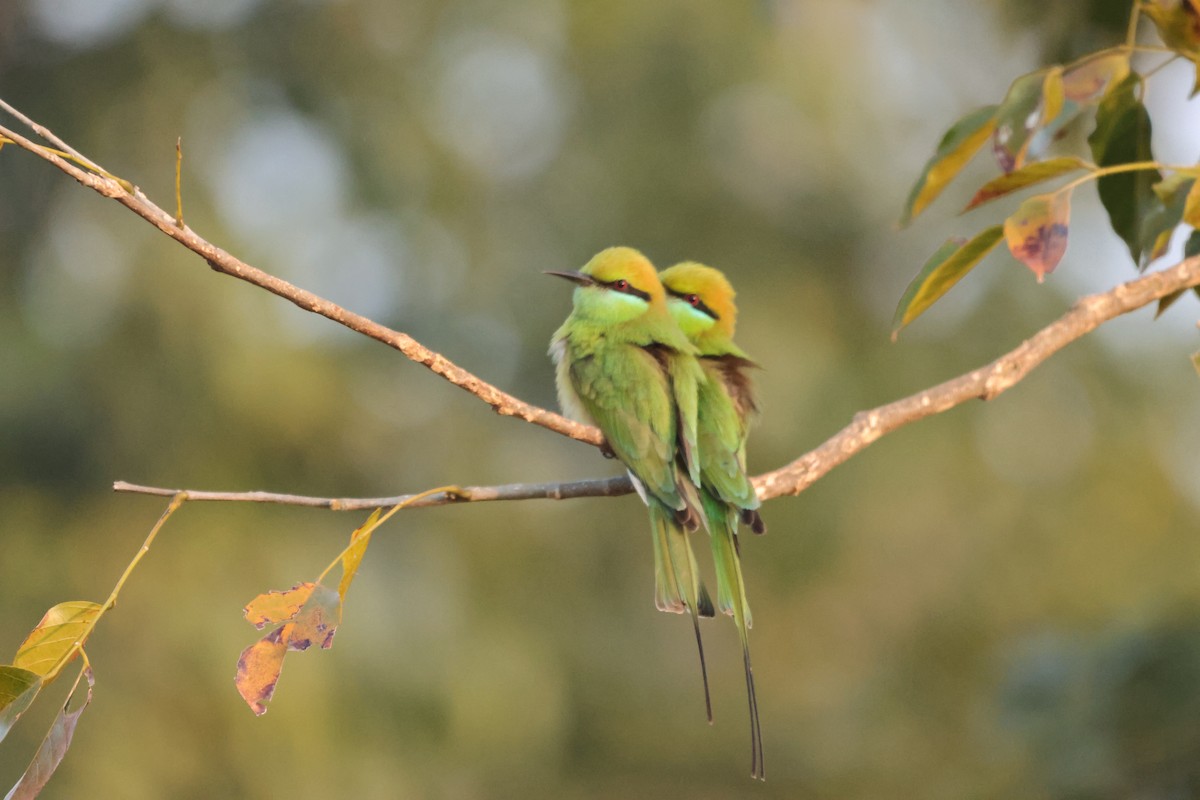Asian Green Bee-eater - ML647335084
