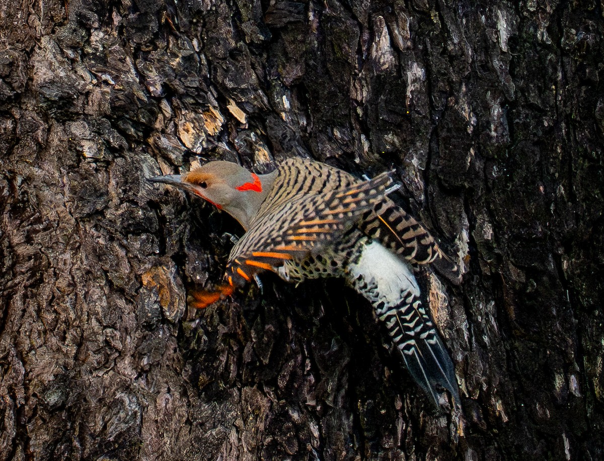 Northern Flicker - ML647335085