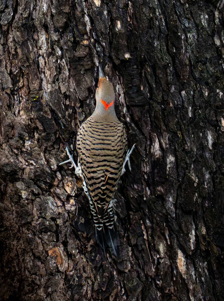 Northern Flicker - ML647335086