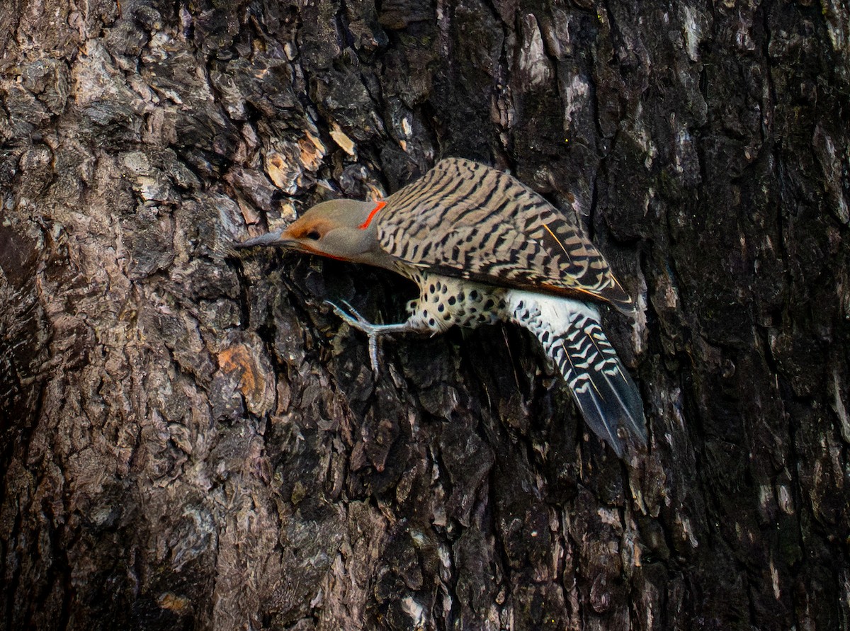 Northern Flicker - ML647335087