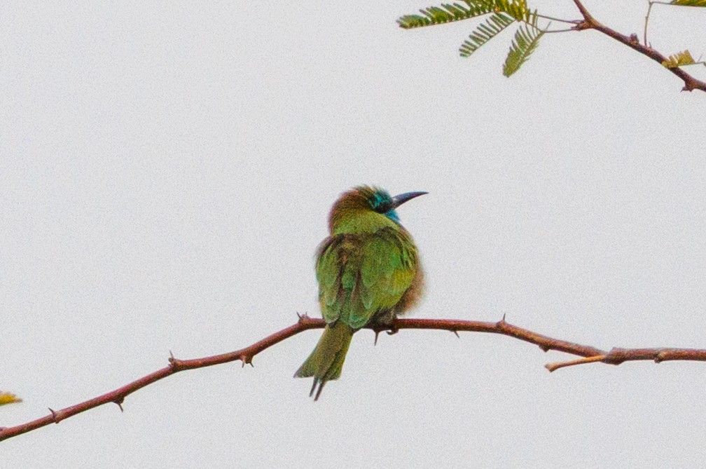 Arabian Green Bee-eater - ML647335089