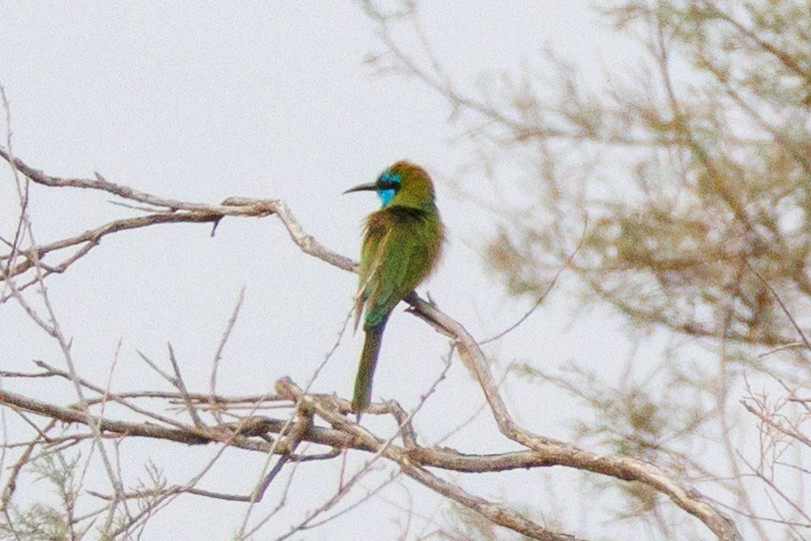 Arabian Green Bee-eater - ML647335090