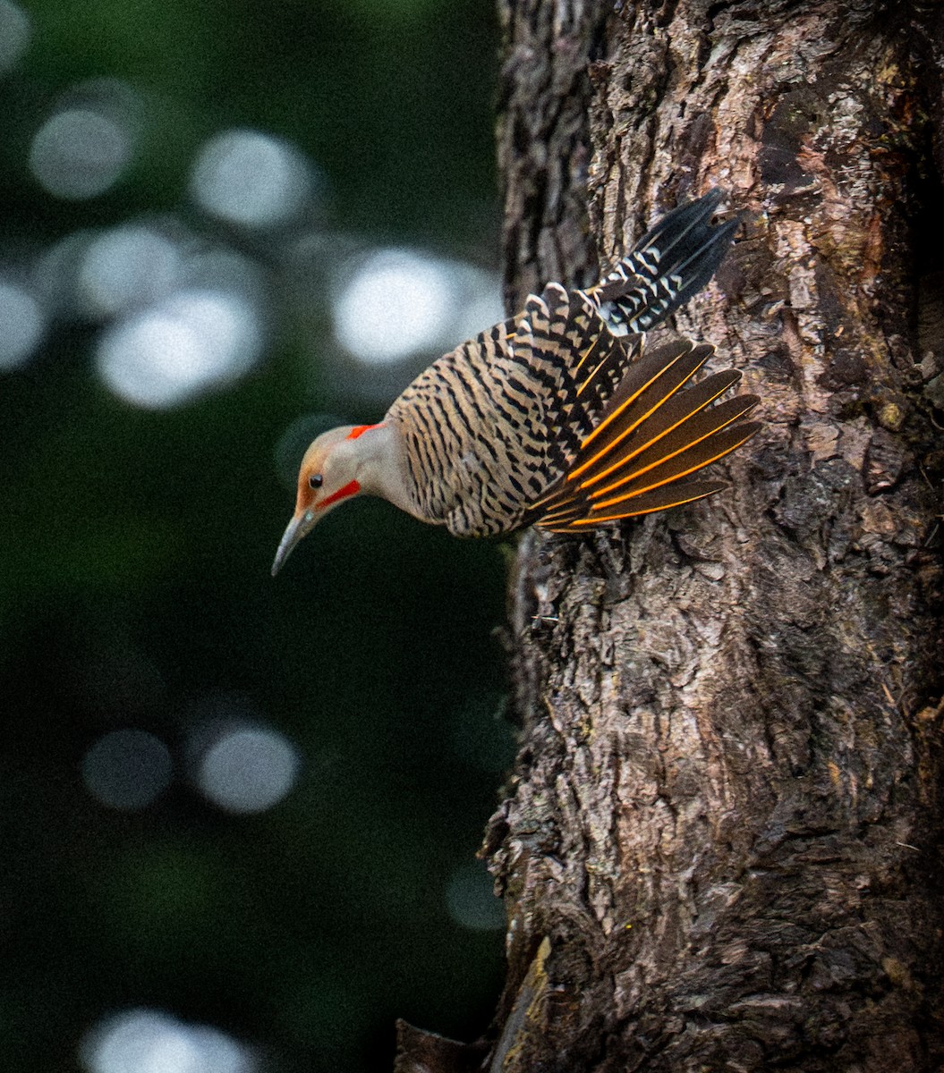Northern Flicker - ML647335092