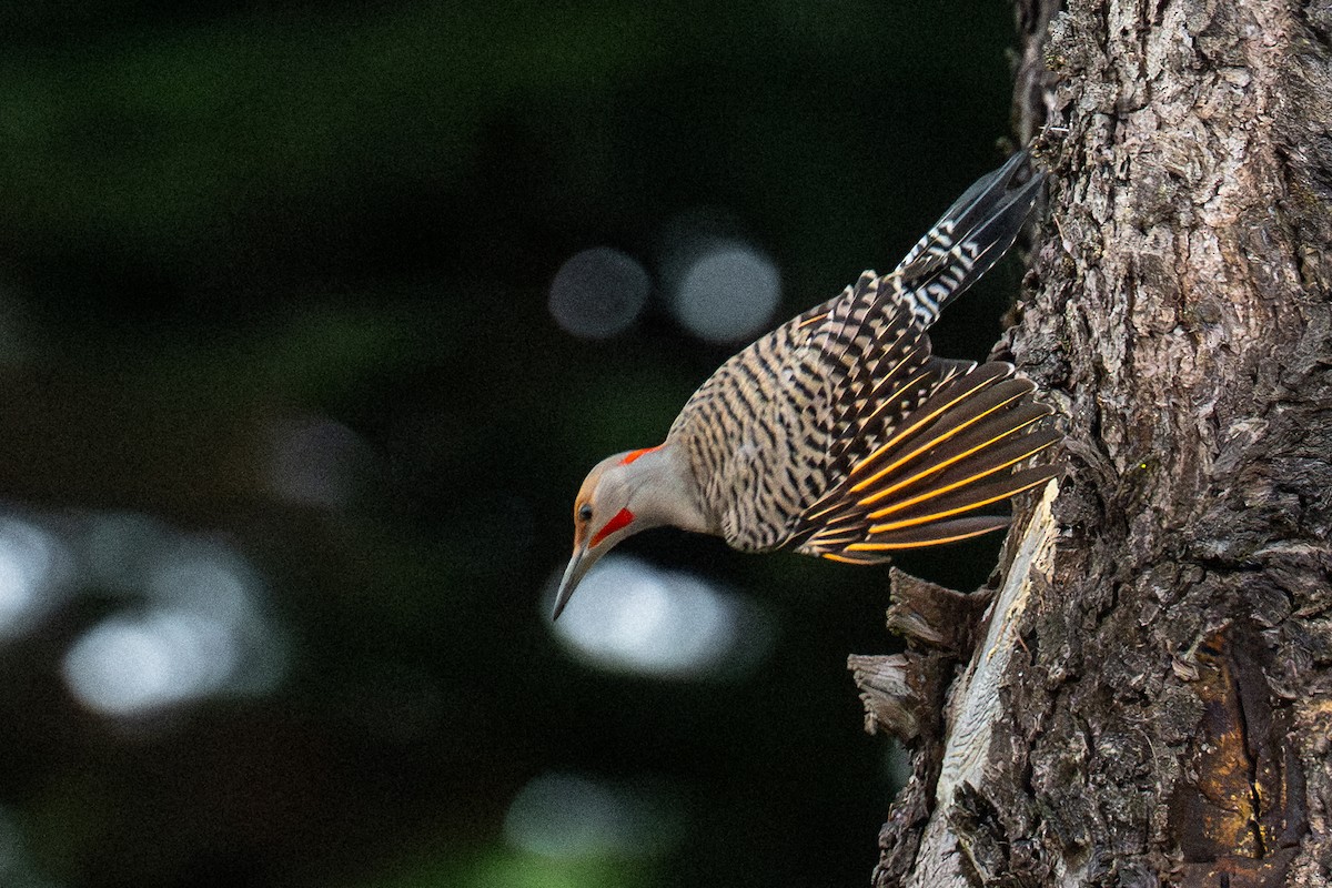 Northern Flicker - ML647335093