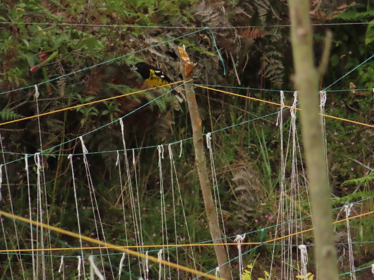 Black-backed Grosbeak - ML647335095