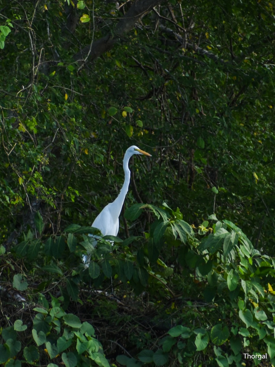 Great Egret - ML647335096