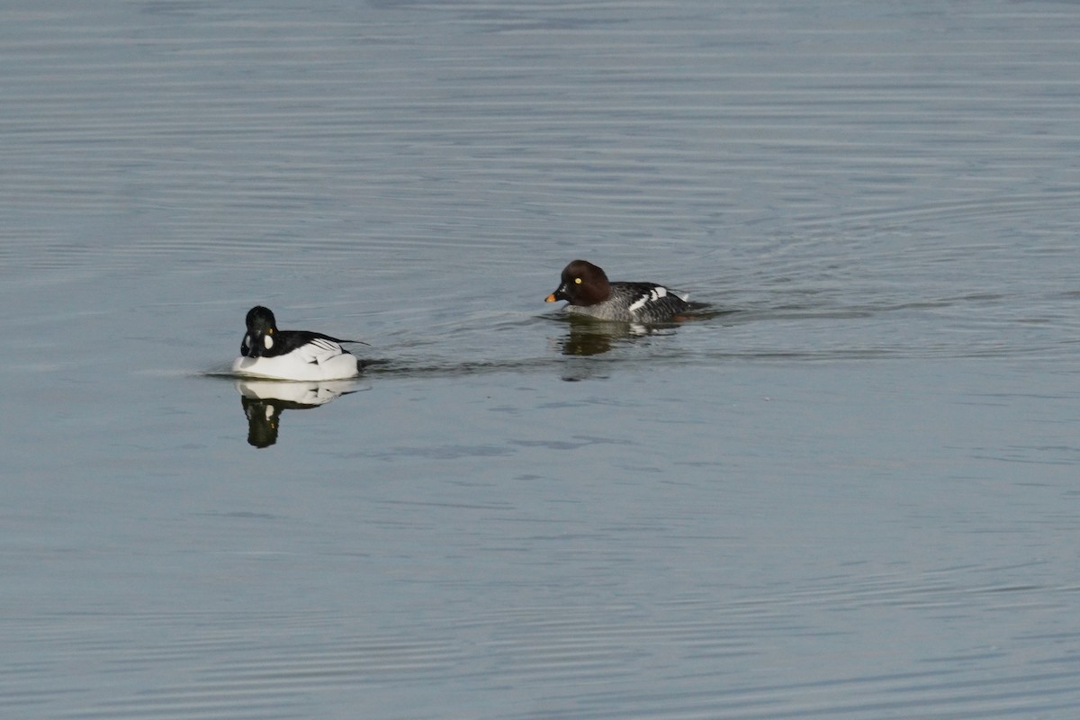 Common Goldeneye - ML647335097
