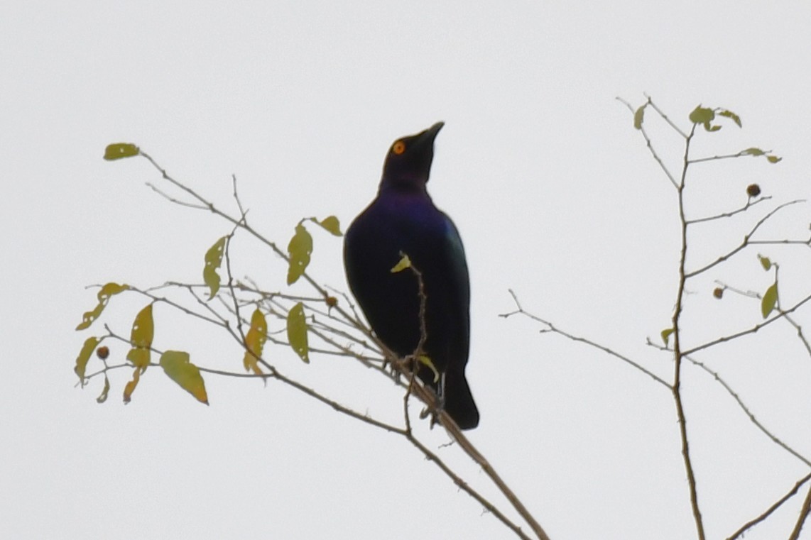 Purple Starling - ML647335098