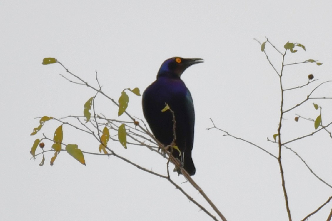 Purple Starling - ML647335099