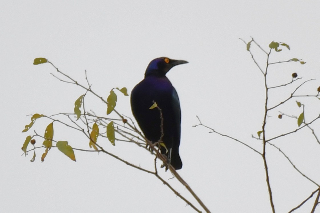 Purple Starling - ML647335100