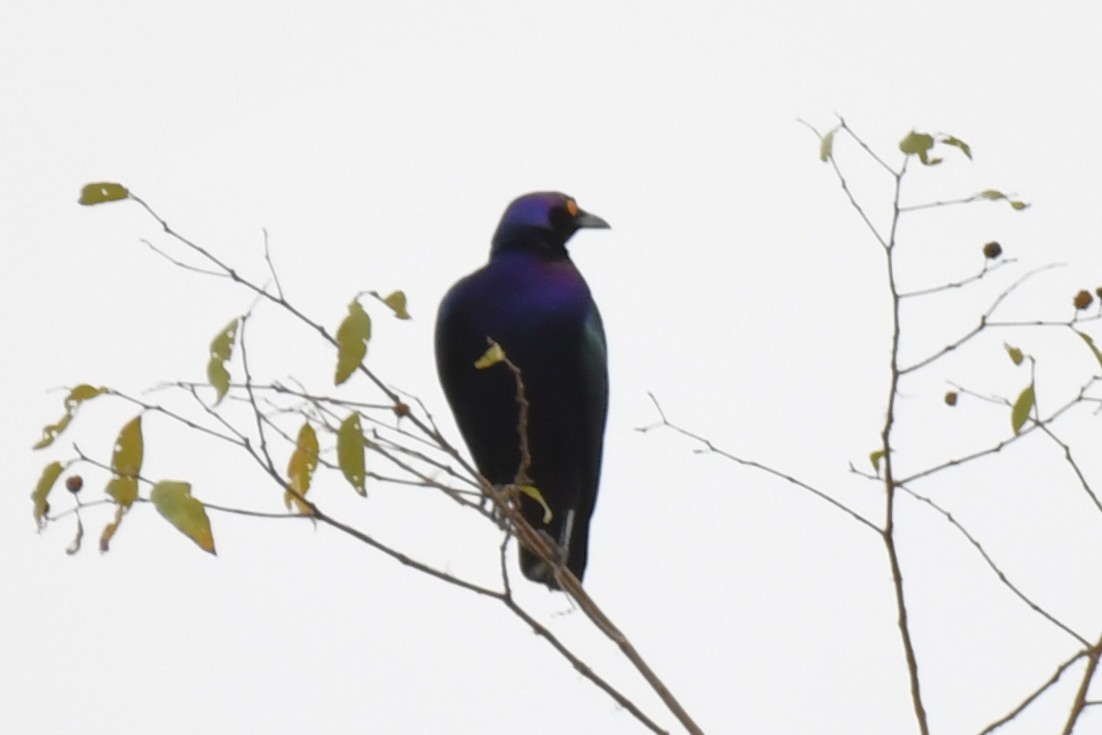 Purple Starling - ML647335101