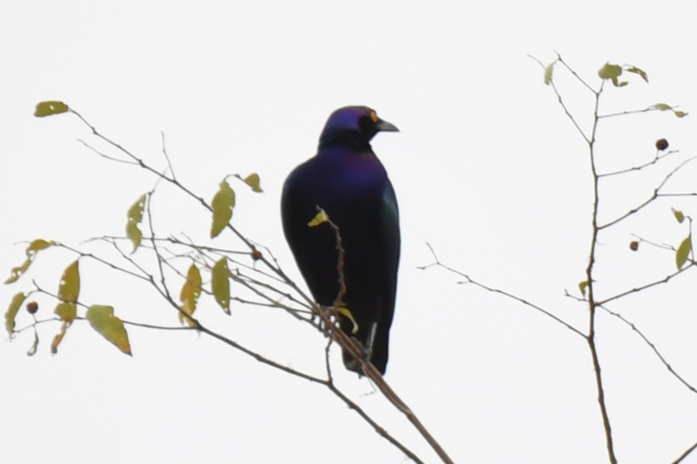 Purple Starling - ML647335102