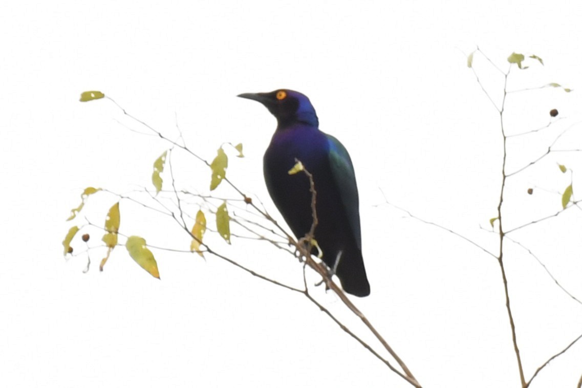 Purple Starling - ML647335103