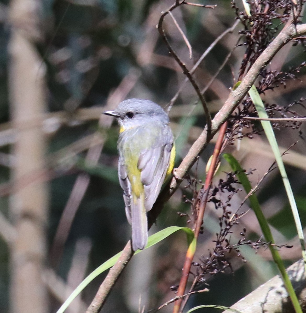 Eastern Yellow Robin - ML647335105