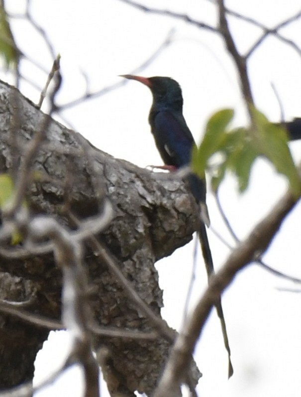 Green Woodhoopoe - ML647335121