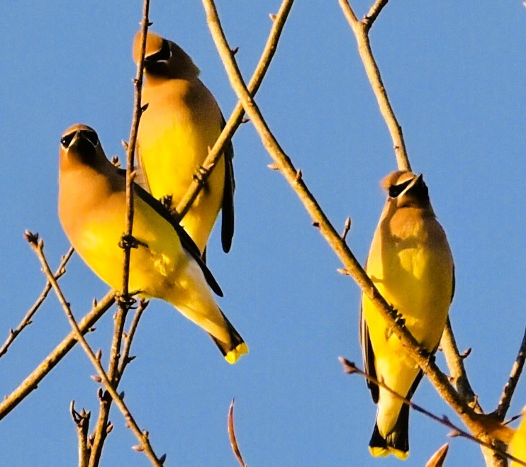 Cedar Waxwing - ML647335122