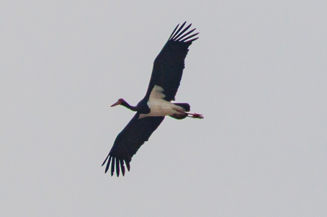 Black Stork - ML647335147