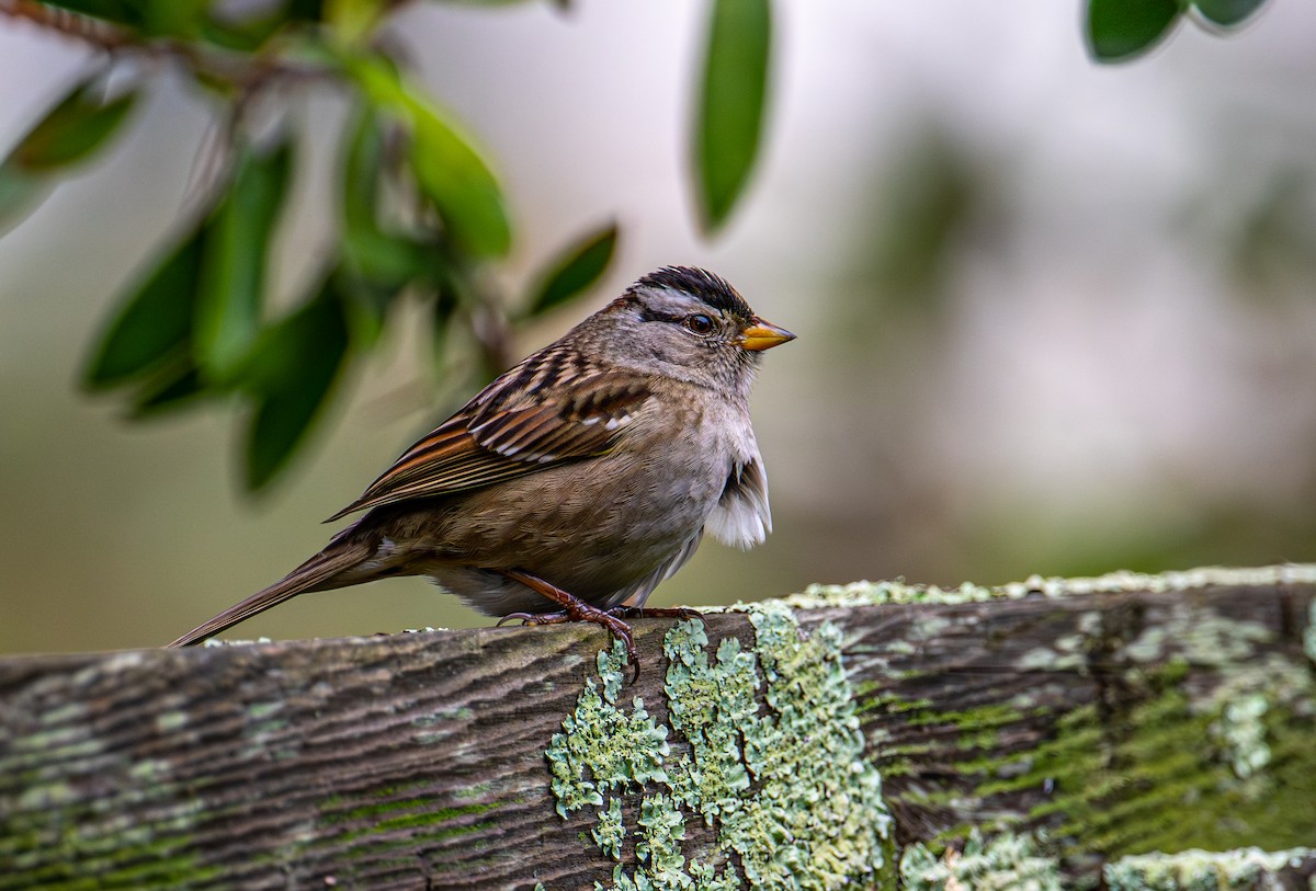 Porsuk Serçesi - ML647335148