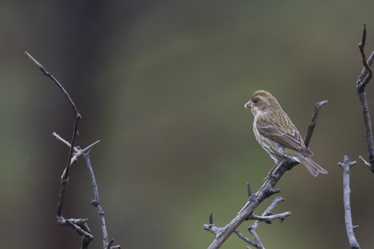 Purple Finch - ML647335151