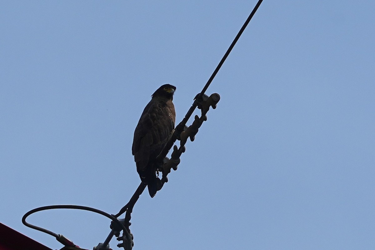 Хохлатый змееяд - ML647335161