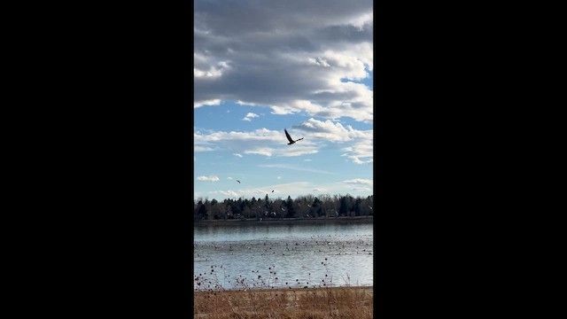 Орлан білоголовий - ML647335162