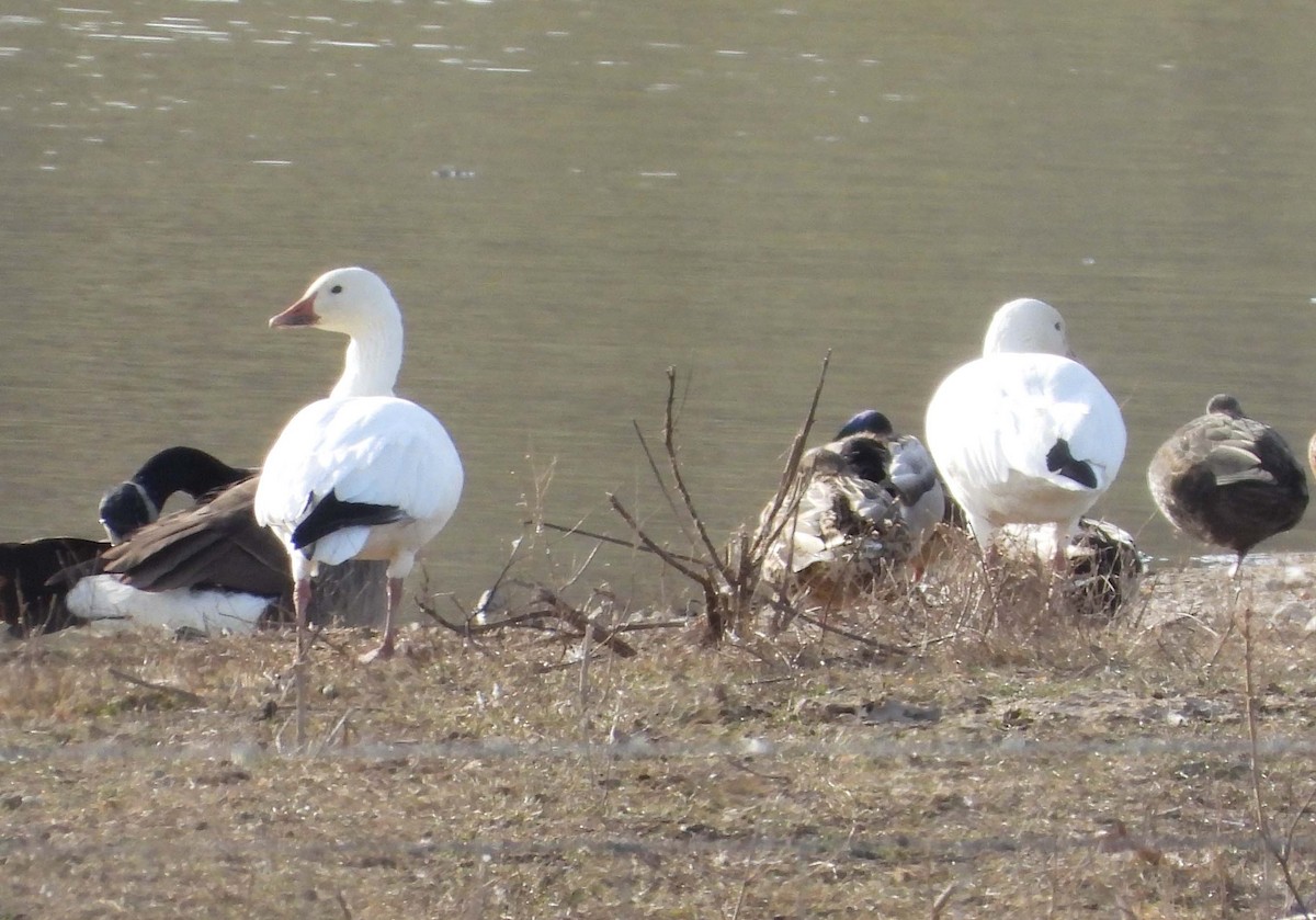 ハクガン - ML647335166