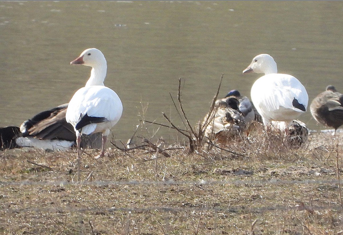 ハクガン - ML647335167