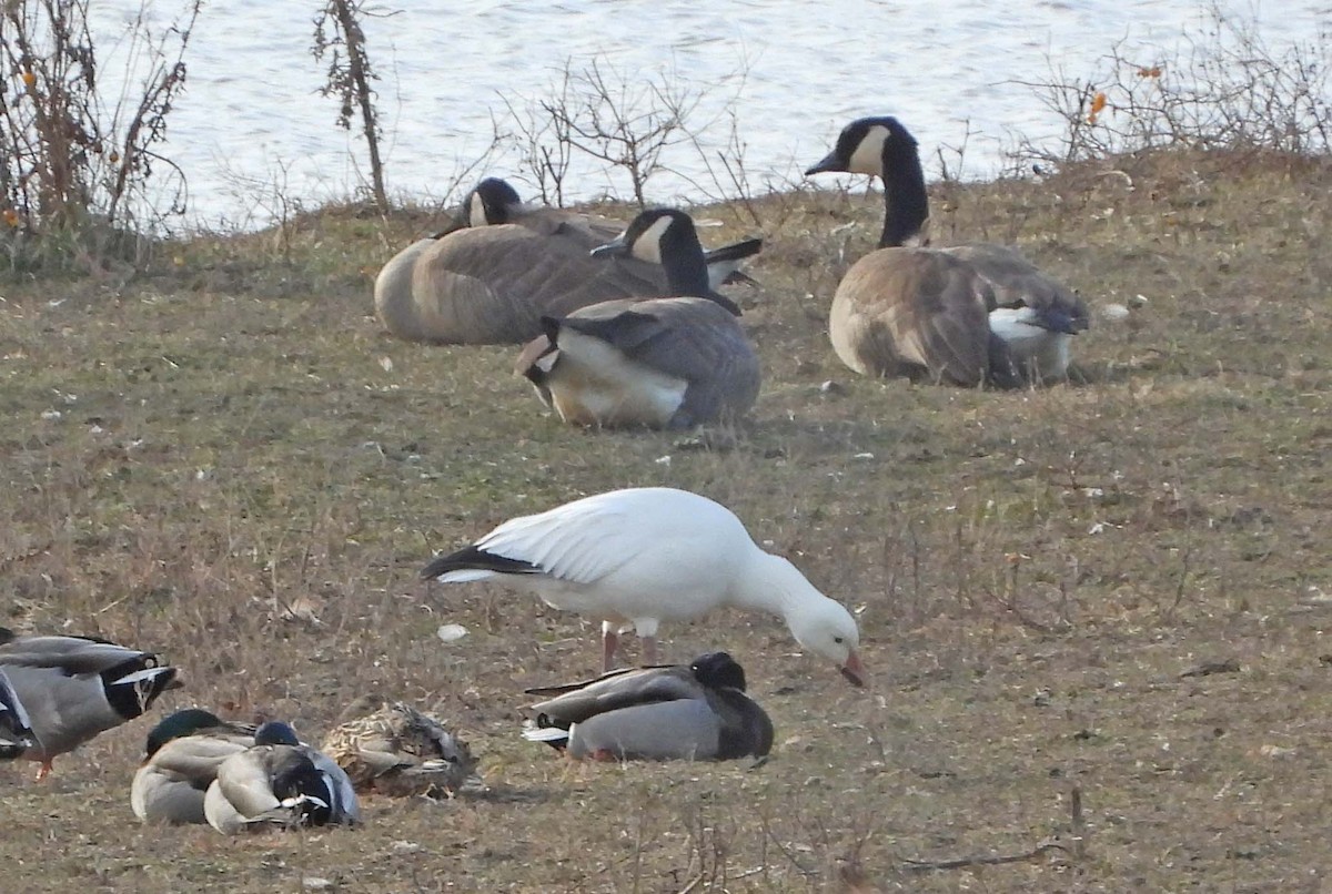 ハクガン - ML647335168