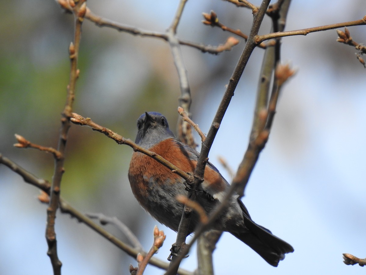 salašník západní - ML647335176