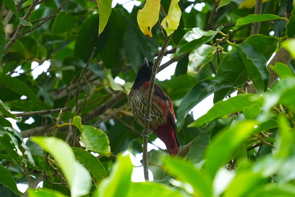 Maroon Oriole - ML647335182