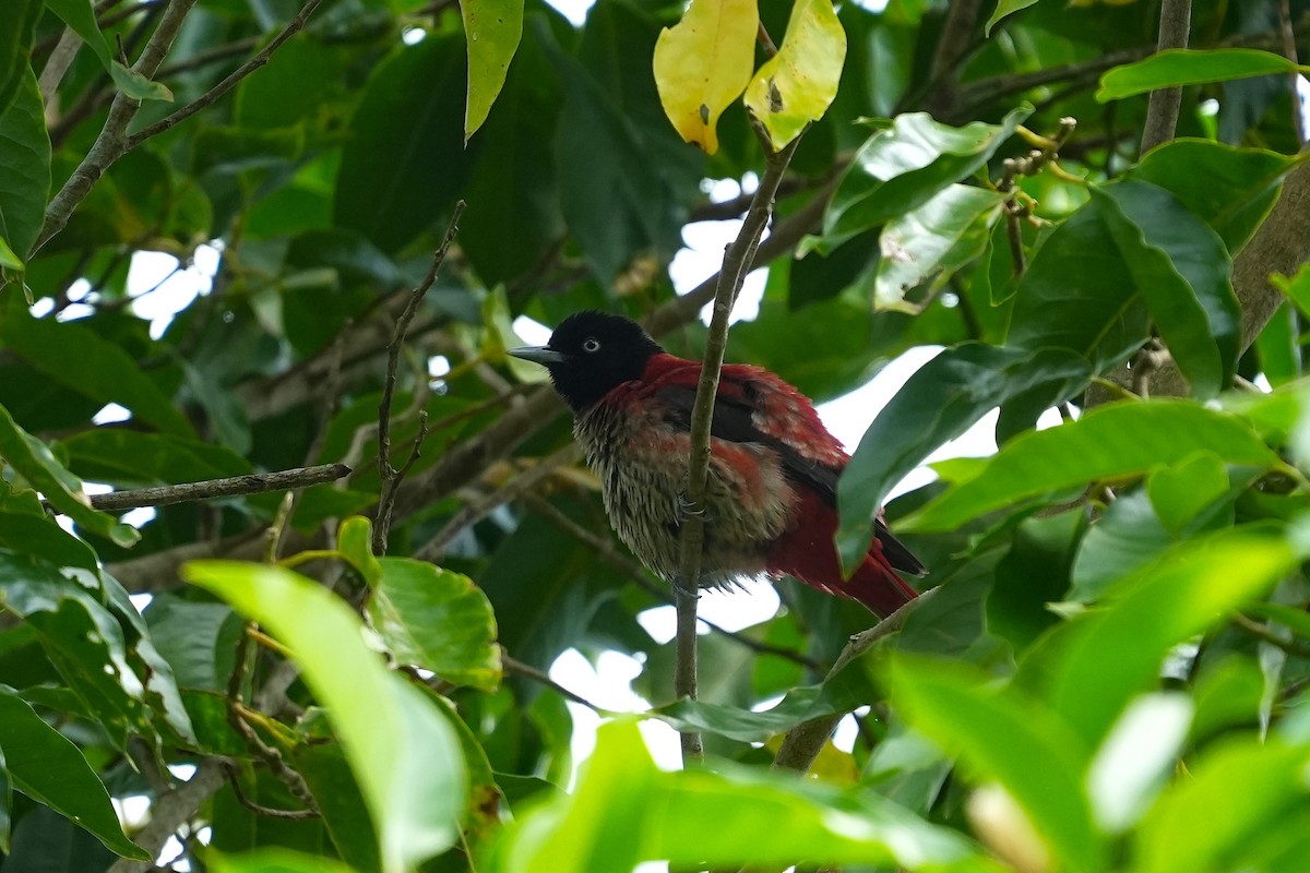 Maroon Oriole - ML647335183