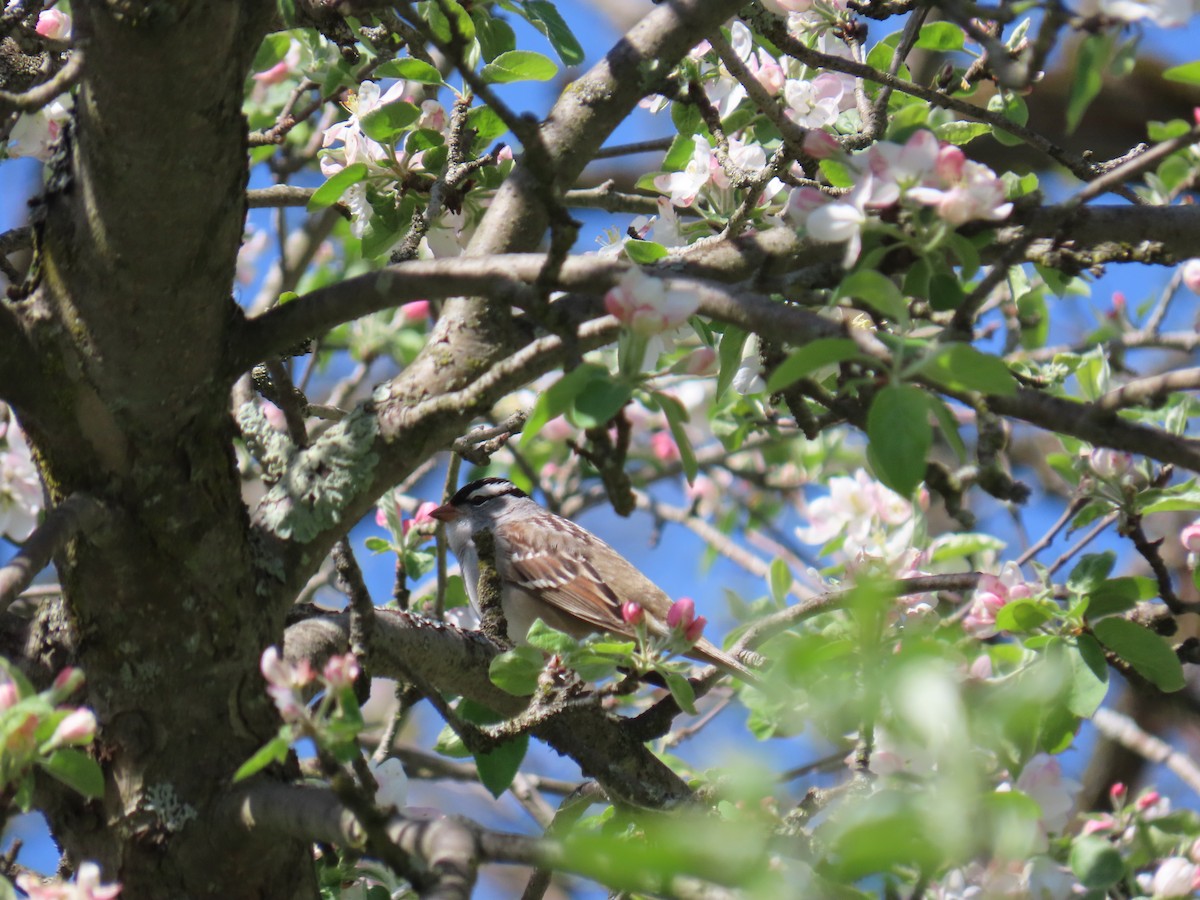 Porsuk Serçesi - ML647335187