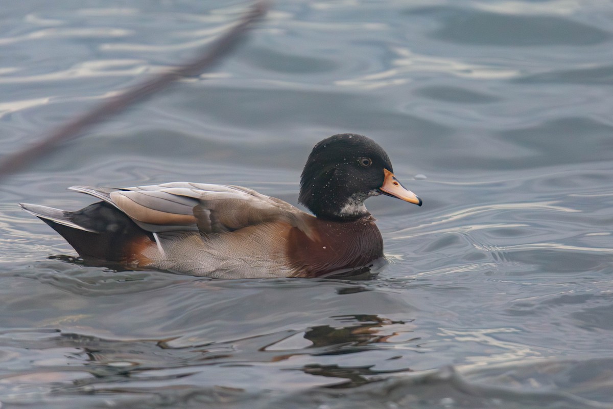 Wood Duck x Mallard (hybrid) - ML647335190