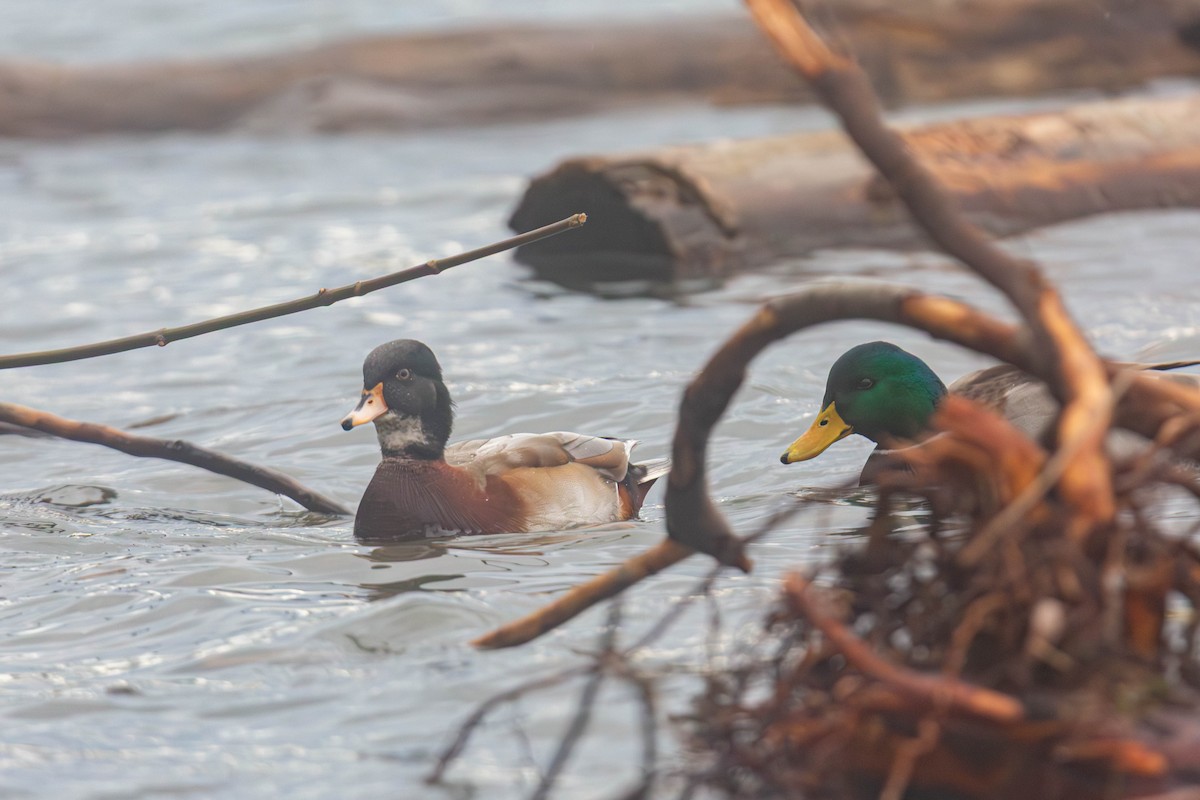 Wood Duck x Mallard (hybrid) - ML647335192