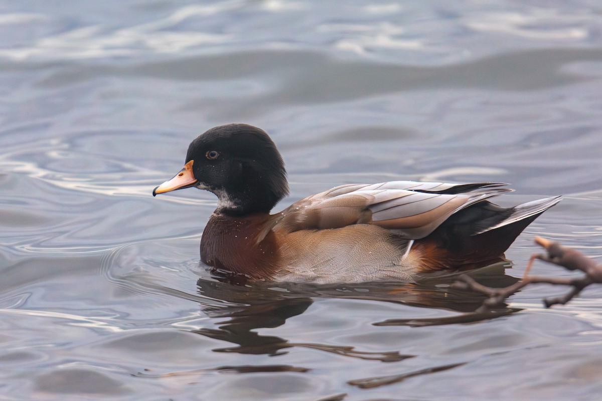 Wood Duck x Mallard (hybrid) - ML647335193