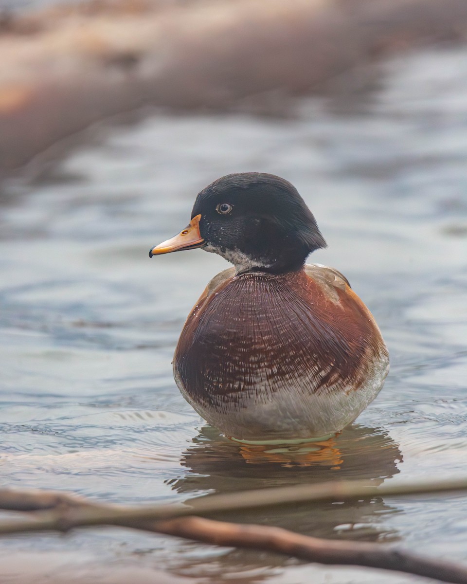 Wood Duck x Mallard (hybrid) - ML647335194