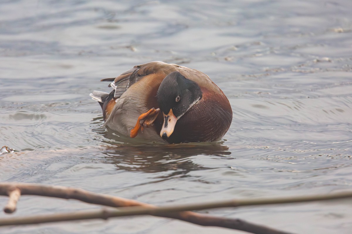 Wood Duck x Mallard (hybrid) - ML647335195