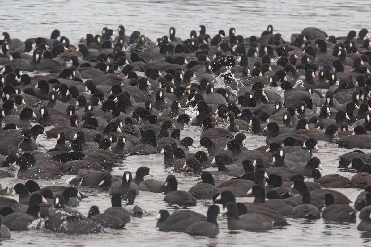 American Coot - ML647335197