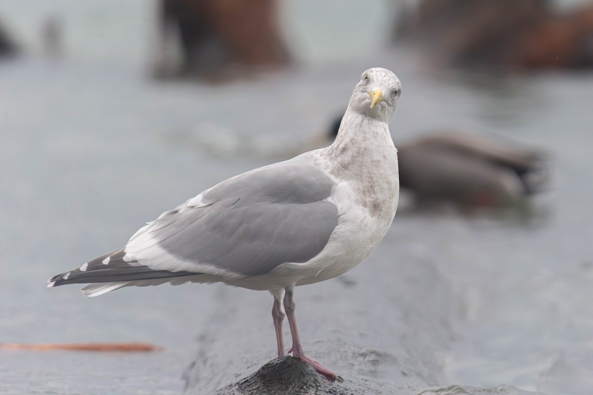 American Herring Gull - ML647335205